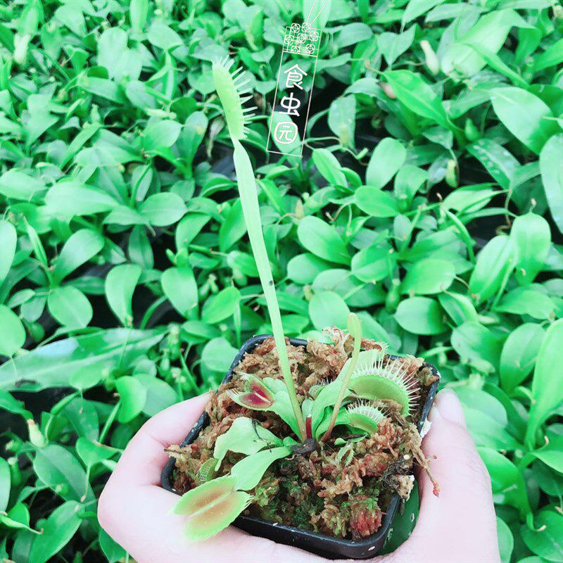 【种好发货】铁塔巨人捕蝇草 食虫植物 食虫草 趣味绿植盆栽 包邮