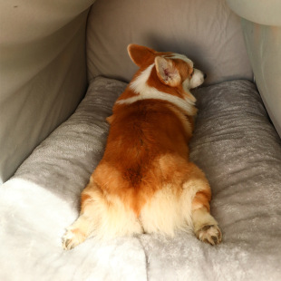 天保暖半封闭式 宠物房子窝可拆洗冬季 猫咪狗床被窝狗房子宠物用品