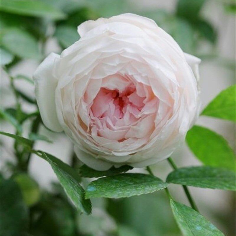 玉玲珑粉妆楼月季花苗四季特大花浓香庭院阳台花卉绿植物玫瑰盆栽