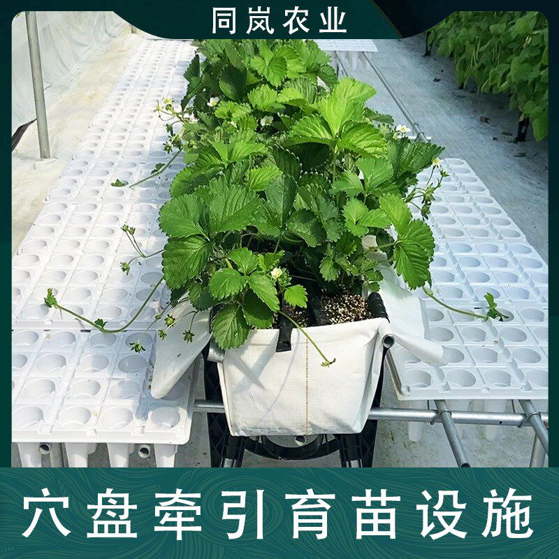 大棚草莓立体种植槽高架草莓无土e栽培设备高架育苗高架扦插育苗
