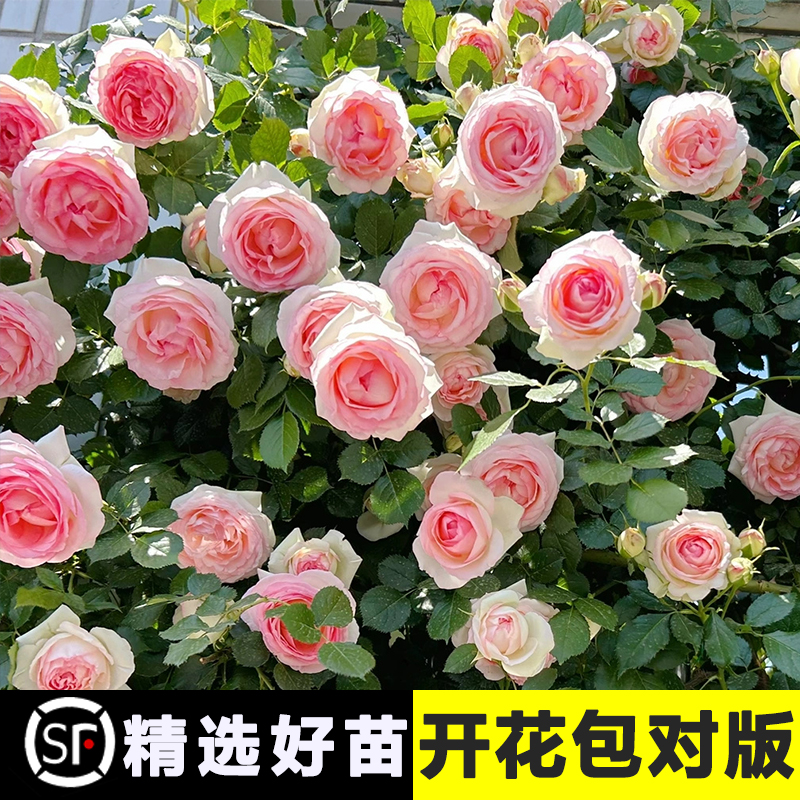 粉龙沙宝石爬藤蔷薇花苗庭院拱门藤本月季四季特大花玫瑰阳台植物