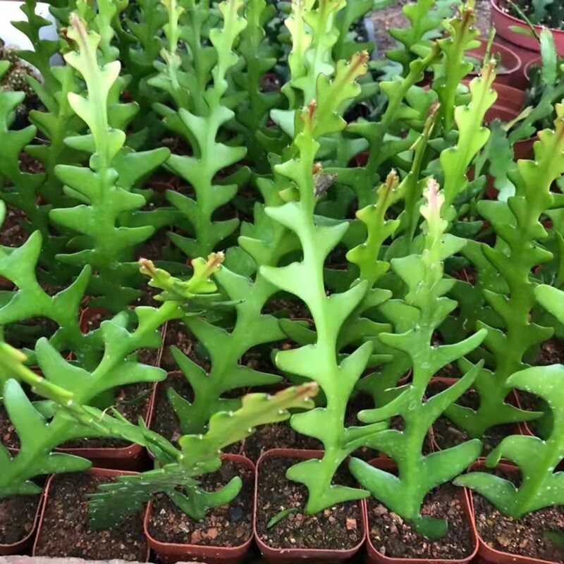 速发鱼骨令箭多肉植物稀有品种仙人掌科花卉盆栽室内四季好养锯齿
