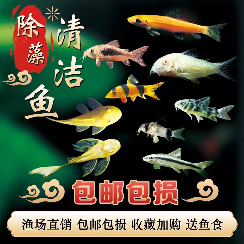 速发清洁鼠鱼金苔鼠清道夫小型热带鱼除藻底栖胡子大帆吃垃圾工具