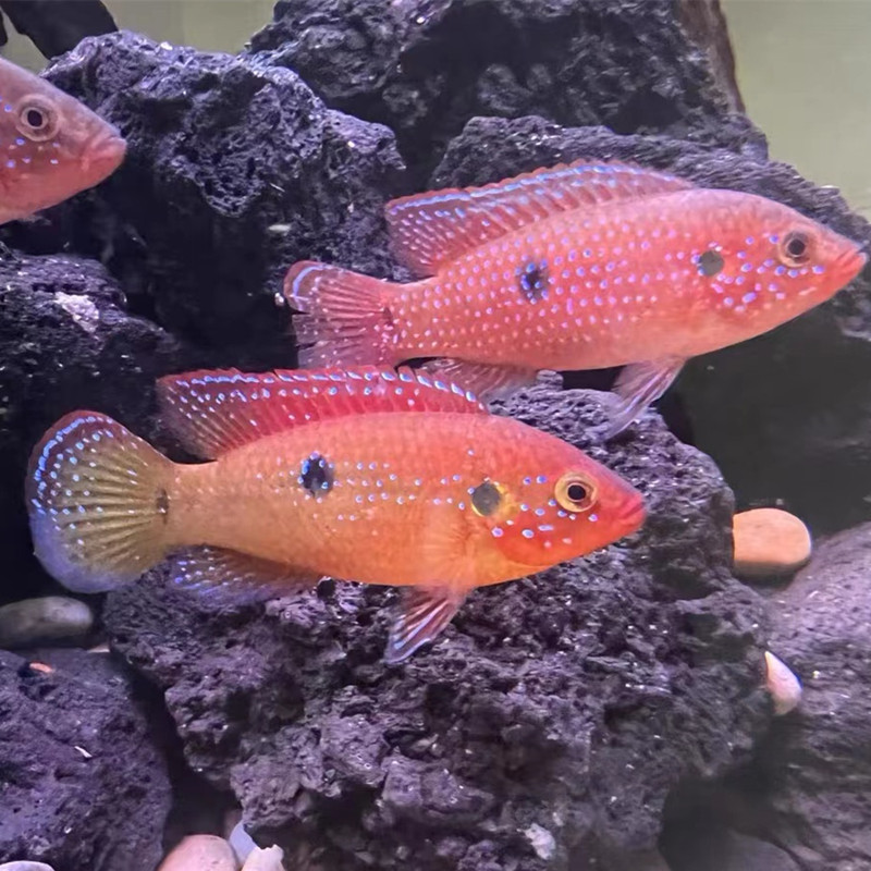 红宝石鱼血钻鱼热带鱼球型三湖慈鲷马鲷科鱼招财鱼观赏鱼包邮包活