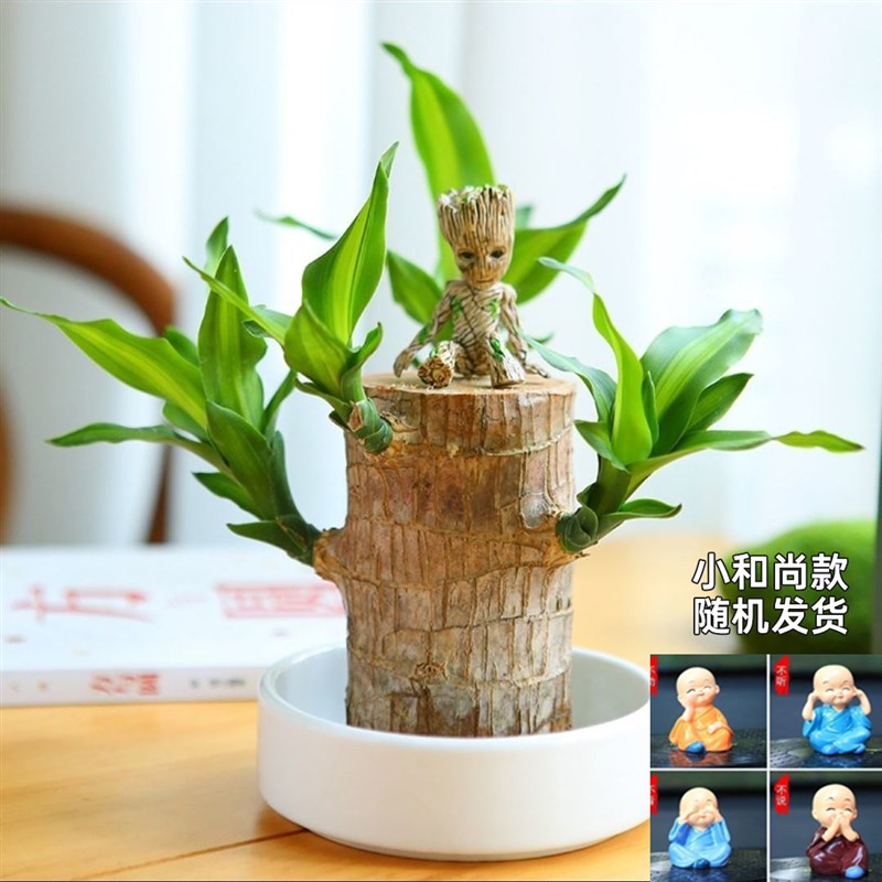 速发巴西木水养幸运木开花绿植室内盆栽水培植物格鲁特小树人带芽