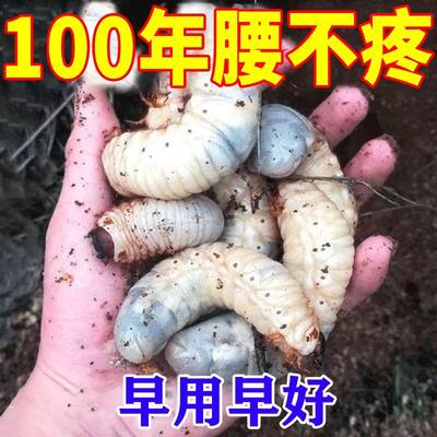 厂家腰疼当晚好】闪腰岔气u疼痛贴腰肌劳损用骶部筋膜撕裂韧带拉