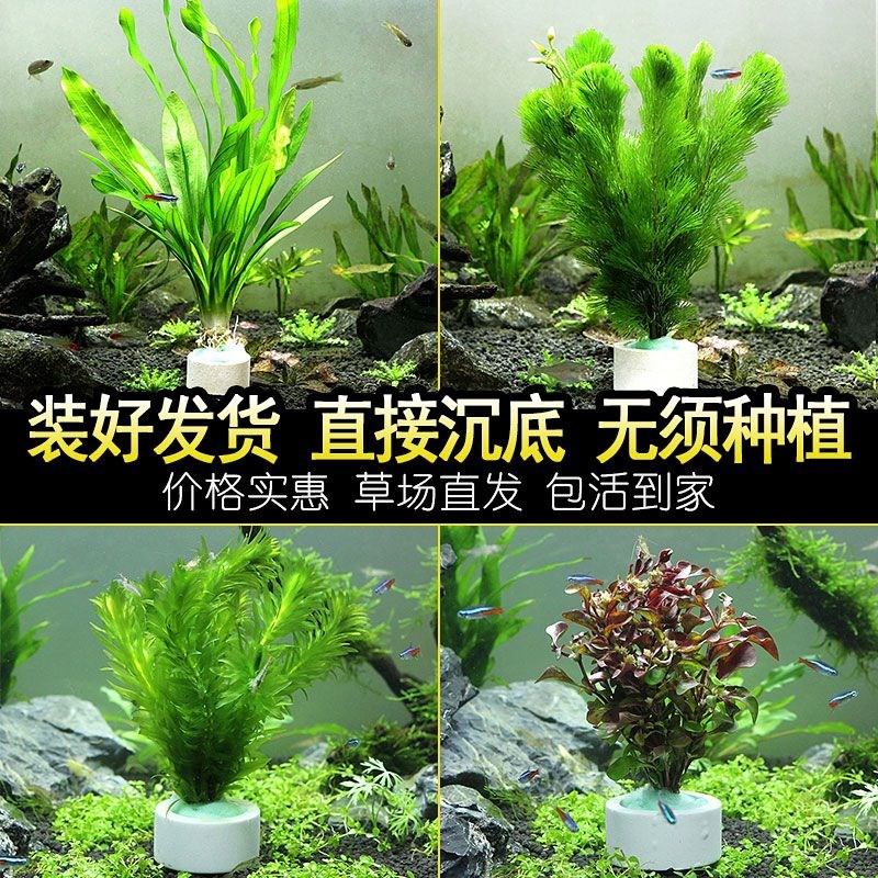 鱼缸造景真植物全套冷水鱼缸水草鱼缸里的活水草养鱼专用水草坨草