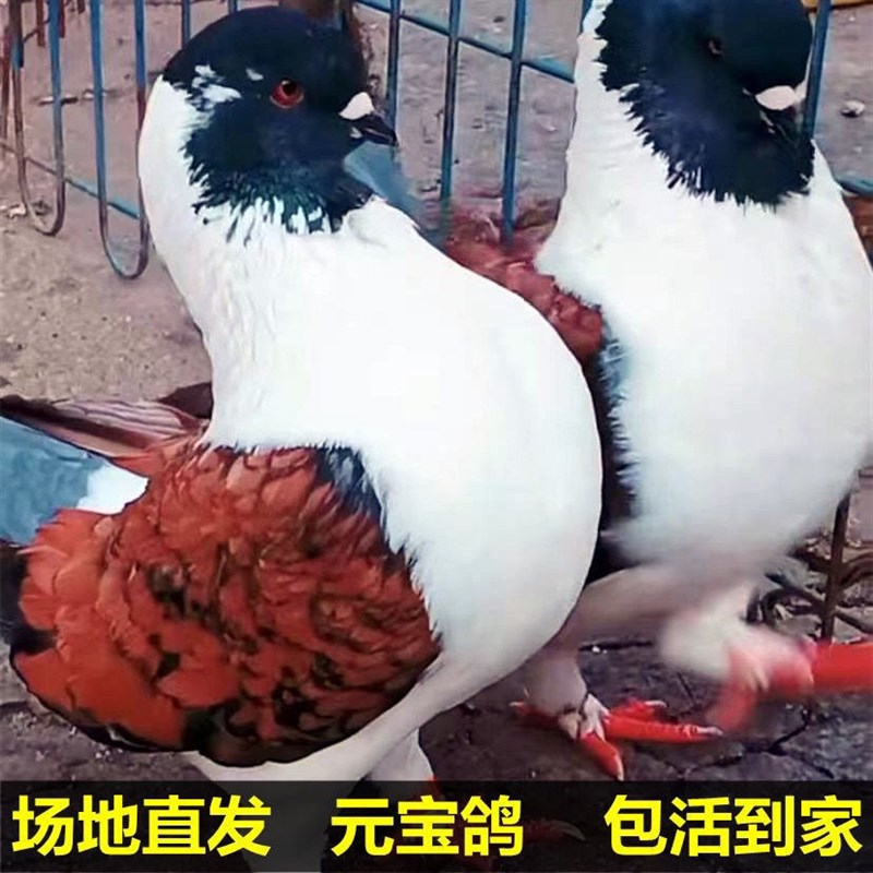 新品大体元宝鸽子观赏鸽一对青年b鸽公斤鸽元宝鸽特大一对包邮包