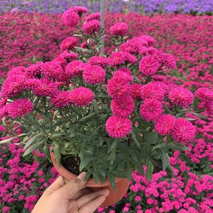 多年生花卉 阳台庭院盆栽耐热耐寒 好养花量大 网红紫苑 翠菊盆栽