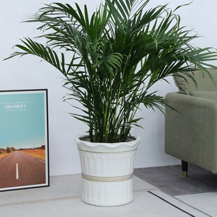 陶瓷花盆家用客厅大号口径白色花瓶种发财树金钱树幸福树专用花盆