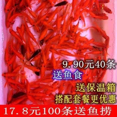 鲫草金活体锦鲫饲M鱼料观赏鱼锦zG水J鲤冷鱼小型鱼苗红鱼鱼花草金