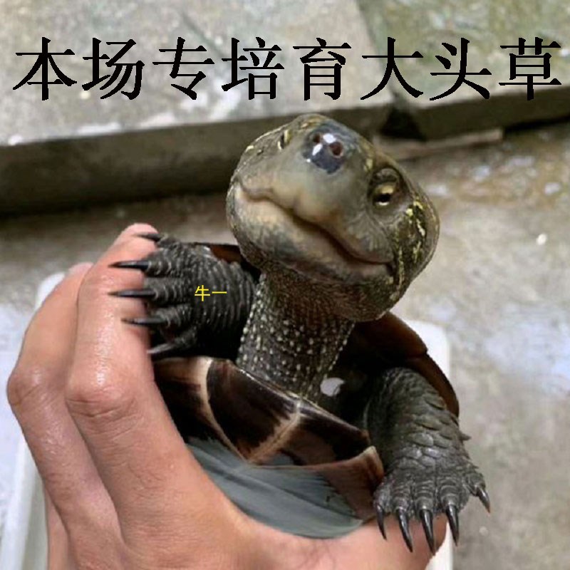 速发牛一外塘草龟大头草龟宠物龟大头乌龟观赏乌龟黑腹草龟墨龟活