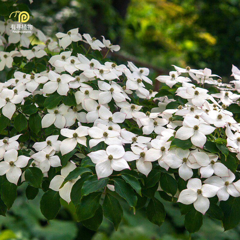 有寻植物 四照花进口庭院地栽阳台盆栽花苗花卉春季盆景丰花造景
