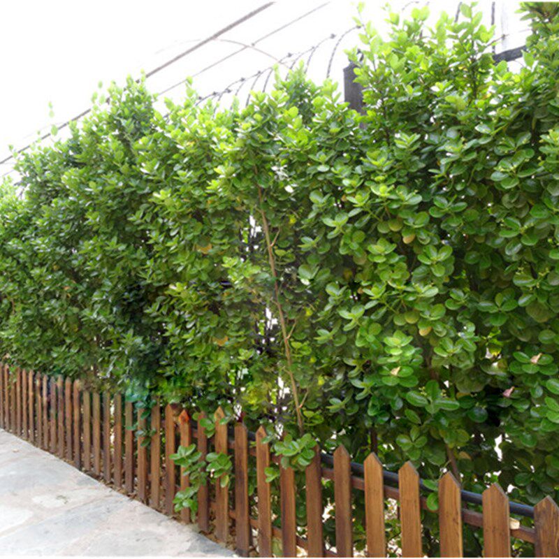四季常青耐寒物庭绿化苗 北海道黄杨珊瑚苗 篱笆苗绿篱笆围墙植物