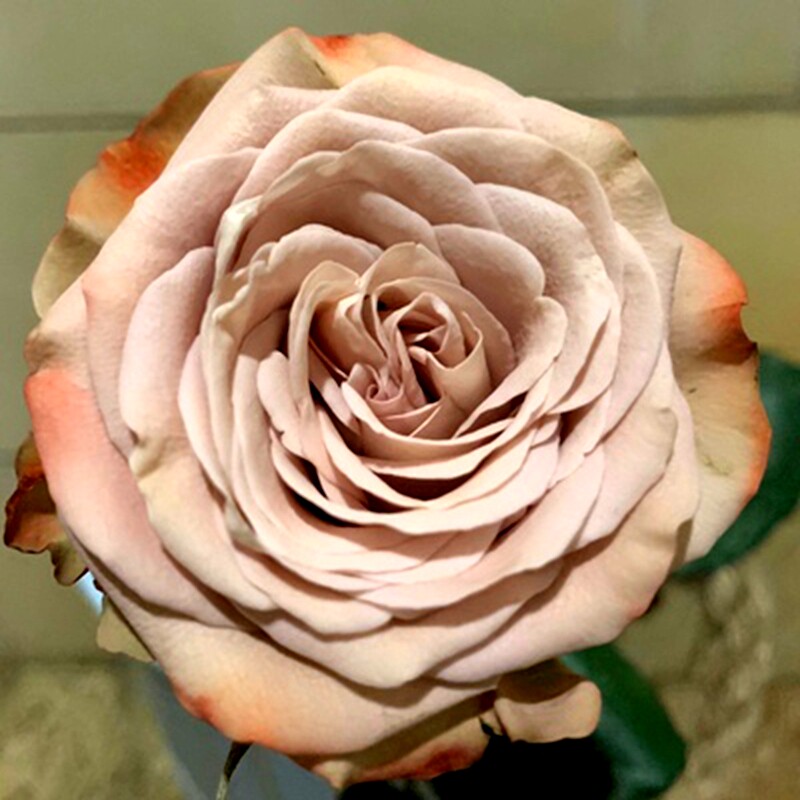 卡布奇诺肯尼亚玫瑰花大苗咖啡色切花特大花浓香四季月季阳台庭院