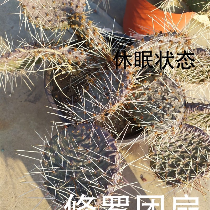 黄花橙花修罗团扇老品抗冻耐寒好活易养墙头W仙人掌耐贫瘠-封面