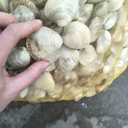 花蛤网袋工厂直销全新料承重x不爆袋蚬子花甲贝类螺苗海蛎蛤蜊袋