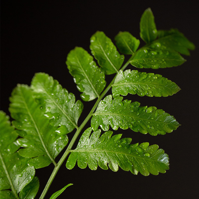 紫萁蕨类绿植水培苔藓球小盆景一叶蕨禅意办公室r盆栽室内茶桌植