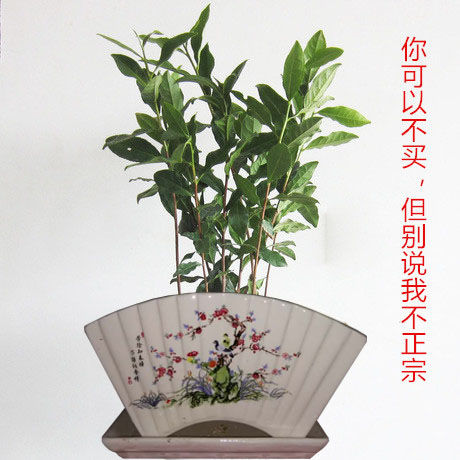 铁观音茶苗小盆栽花卉办公室内桌面绿植乌龙茶茶叶茶树苗木l
