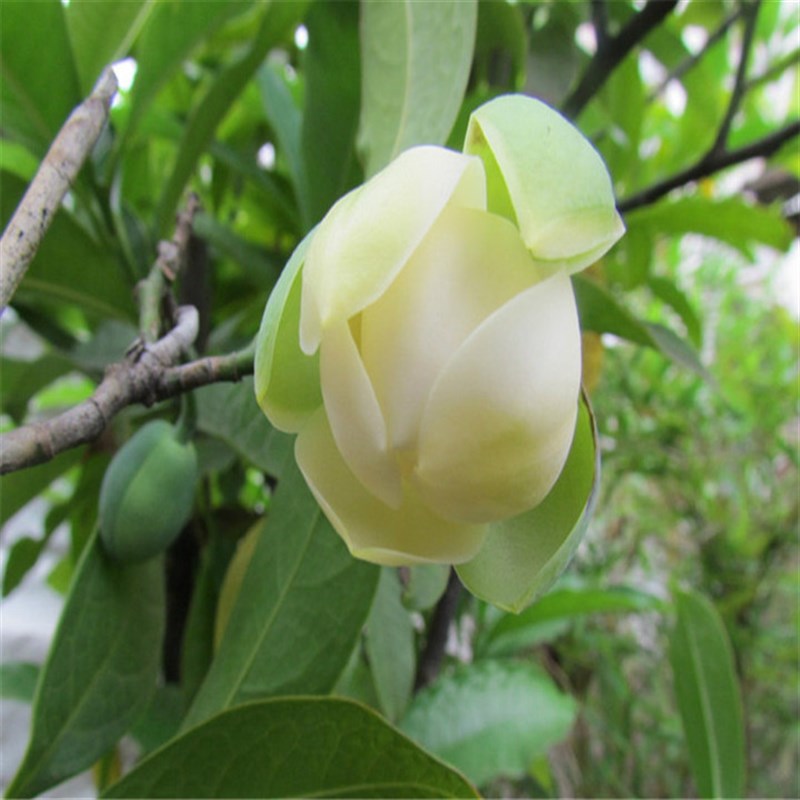 直销夜合花苗 浓武花朵超大 夜香木兰花花香夷木Q莲  当年开花植