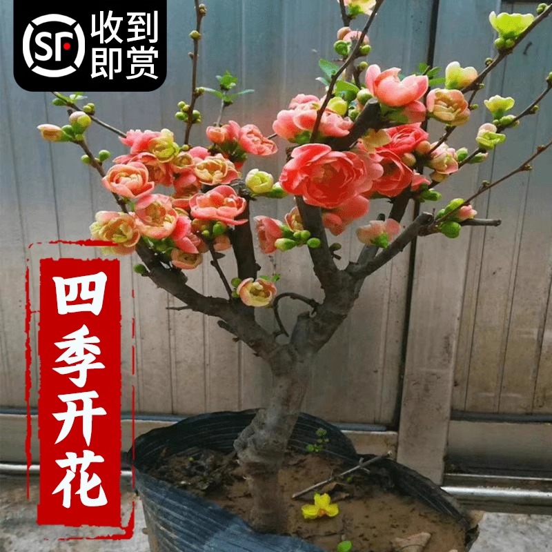 速发海棠花盆栽四季开花树苗秋冬耐寒耐冻花卉室内植物花阳台老桩