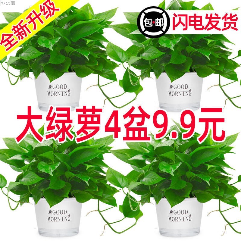 绿萝盆栽室内花卉植物吸除甲醛绿植水培好养长藤垂吊大叶绿箩