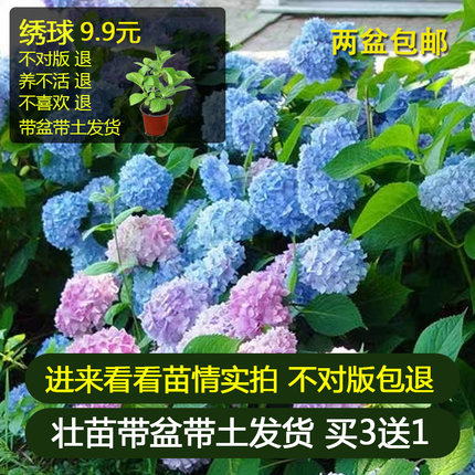 绣球花苗盆栽无尽夏阳台花卉植物室内好养四季开花不断大花易成活