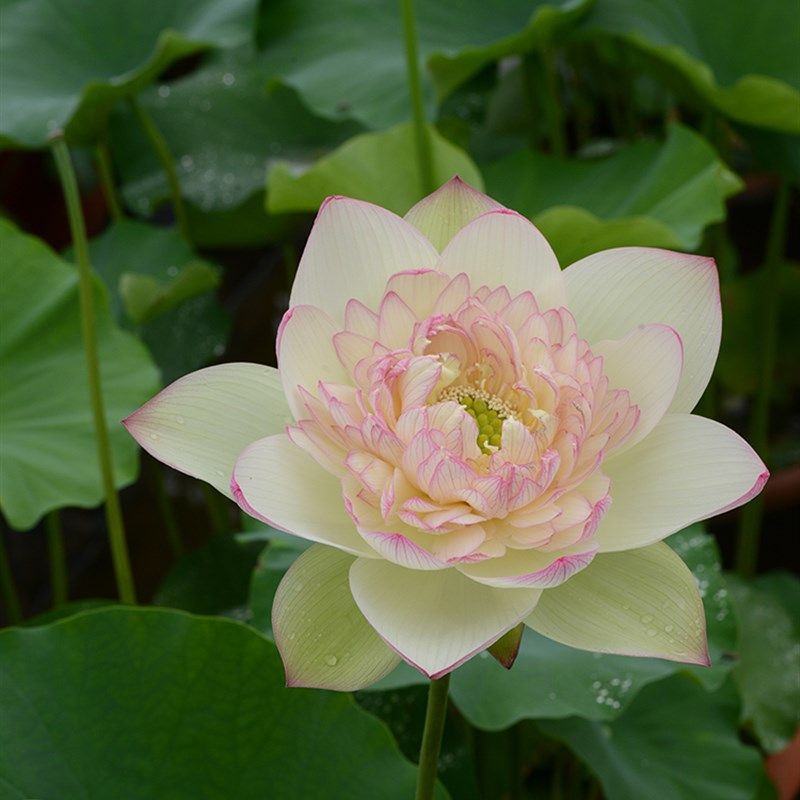 新云锦 碗莲乌托邦 大中型盆栽水生花卉碗莲观赏荷花种藕cqu10211