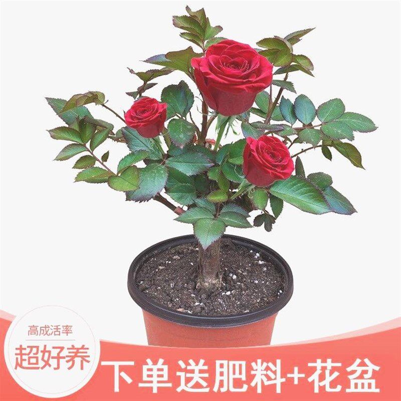 玖瑰花苗绿植盆栽四季开花树苗庭院绿化植物月季花玫瑰阳台