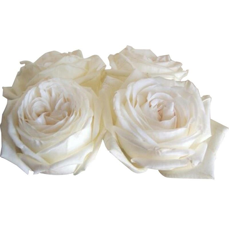 浓香珍妮莫罗月季花苗四季开特大花庭院阳台花卉植物易活玫瑰盆栽