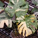 稀有锦化植物室内耐阴盆栽浇浇植物 黄龟 洒金龟背竹 黄锦龟背竹