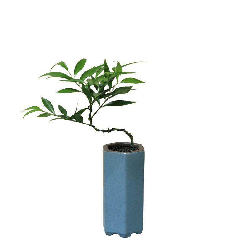 竹柏造型盆景桌面新宠养眼绿植