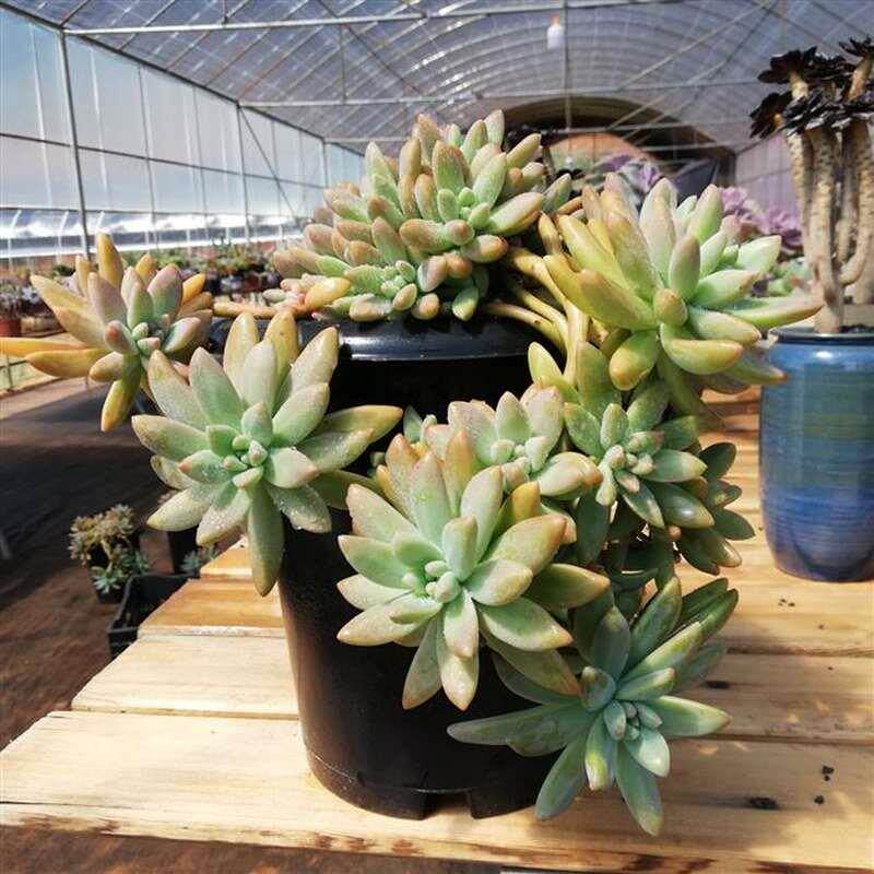 工厂销秋丽多肉老桩悬崖桩造型多F肉状态秋丽多肉盆景一物一拍