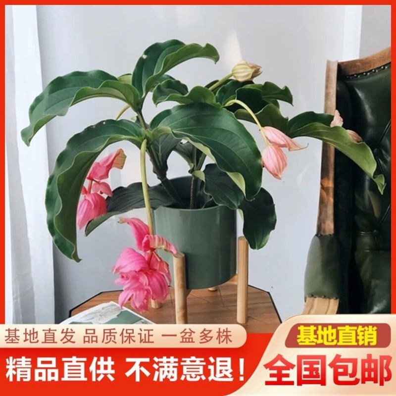 宝莲灯花盆栽带花苞倒挂金钟盆栽吊钟花适合阳台上养的花美丁室内