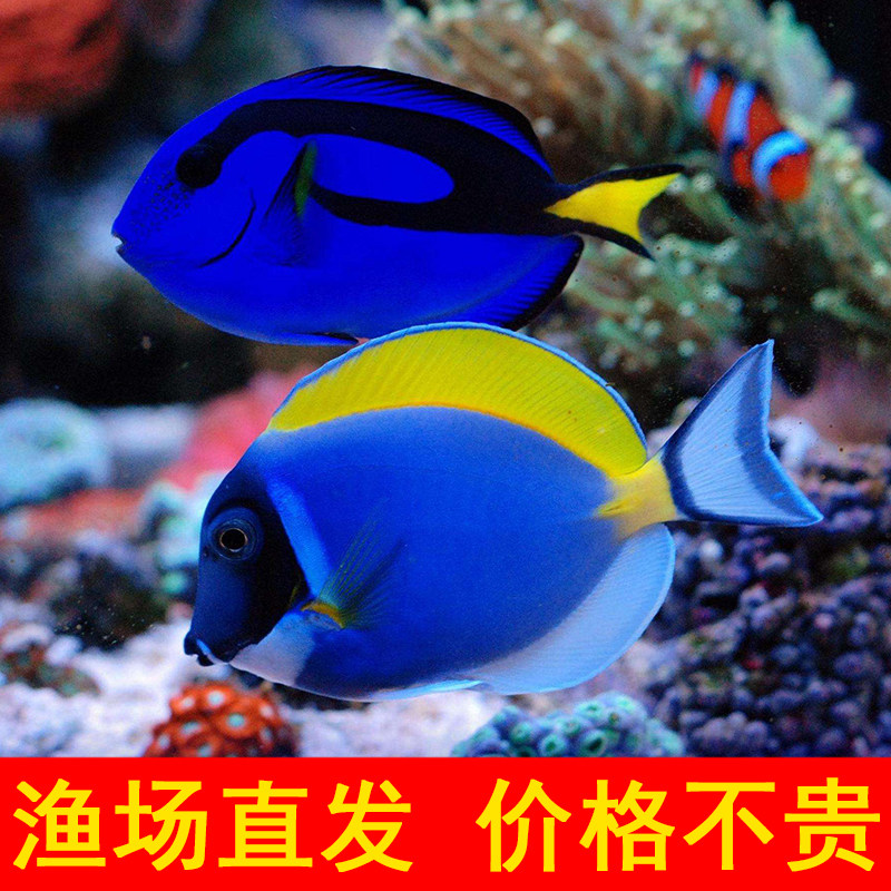 蓝吊 粉蓝吊海水鱼 q蓝 吊类倒吊鱼食藻小丑鱼黄金吊多.利多莉开