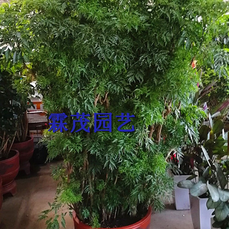 跨境新款b羽叶福禄桐盆栽福禄通寓意富贵吉祥家有福禄桐财运更亨
