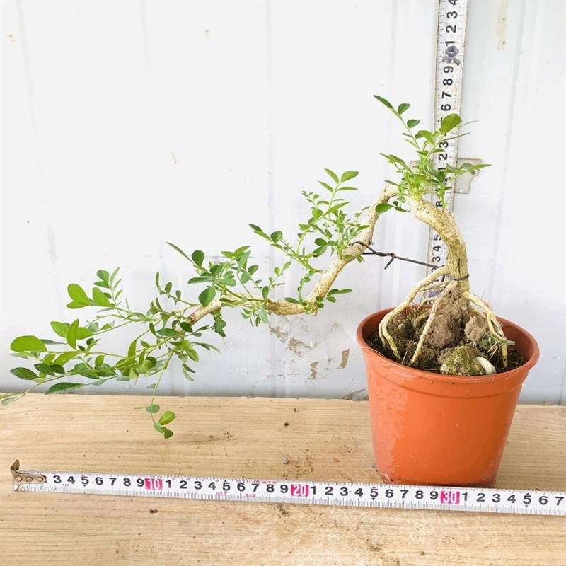 悬崖式小叶栀子花提根飘枝造型罗汉松盆景九里香白蜡女贞矮霸老桩