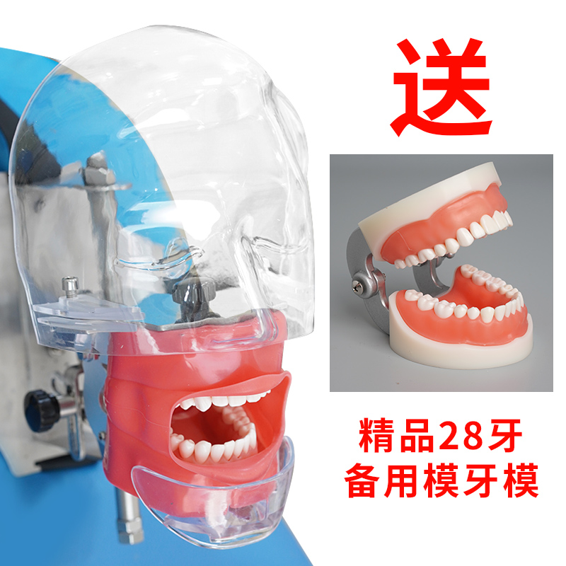 速发口腔头模仿真头颅牙科材料备牙模型简易练习牙模离体牙根管树