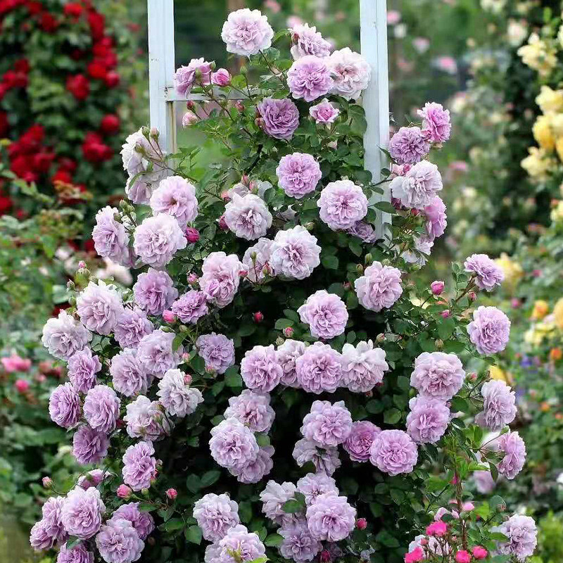 藤本月季花苗特大花盆q栽四季龙沙宝石加百列蔷薇花爬藤花卉朱丽