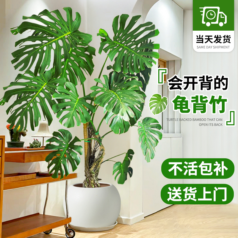 龟背竹客厅大盆栽大叶老桩提根办公室大型绿植室内净化空气吸甲醛