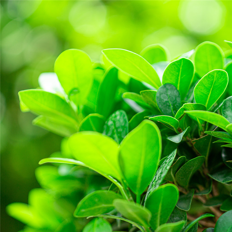 榕树盆栽室内阳台植物造型老桩榕植室外树叶人Q参绿小苗金钱榕盆
