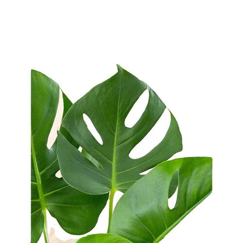 水培植物龟h背竹盆栽老桩绿萝大叶室内观叶养桌面绿植耐阴好养