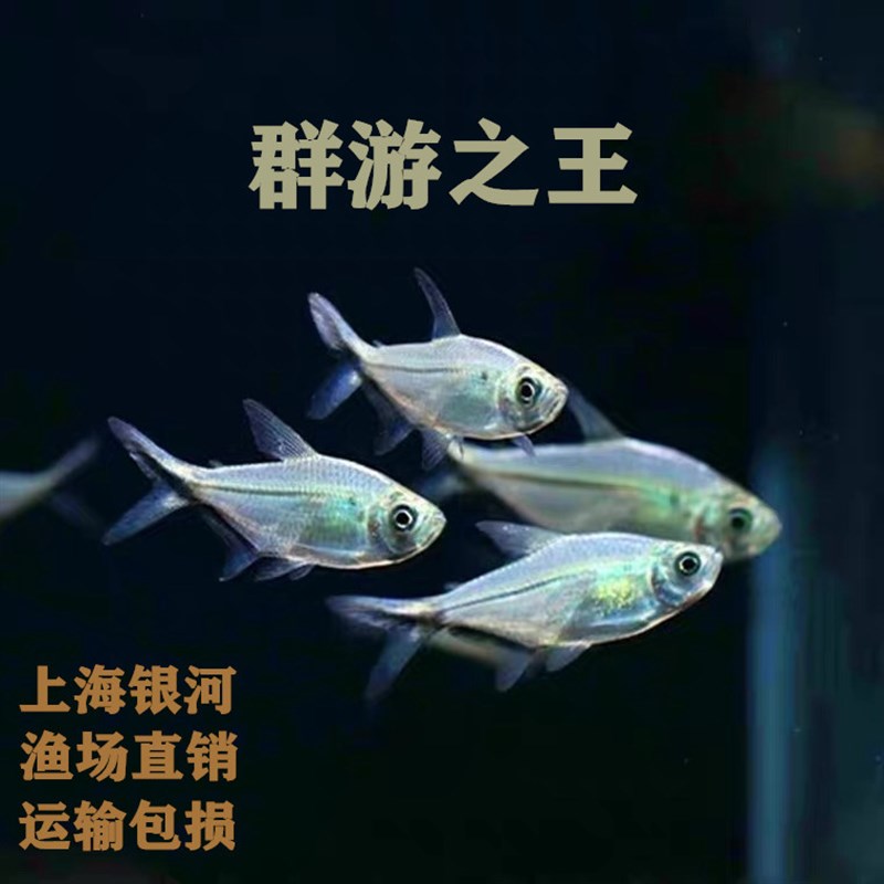 速发黑尾大勾鱼玫瑰扯旗灯科鱼草缸鱼群游鱼小型鱼热带鱼观赏鱼淡