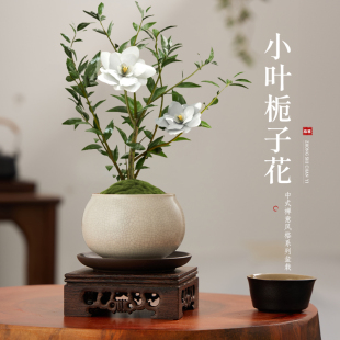 小叶栀子花盆栽中式 新品 盆景植物室内好养办公室桌面盆栽带花苞小