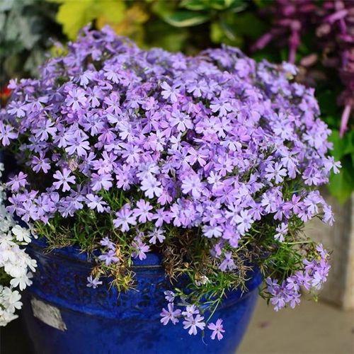 苔米花园芝樱盆栽 多年生耐寒地被植物庭院阳台花镜镶边开花不断