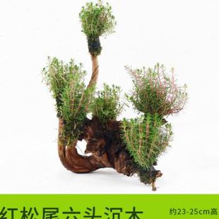 饰莫斯沉木小水生淡水生态养鱼 急速发货鱼缸造景真水草植物全套装