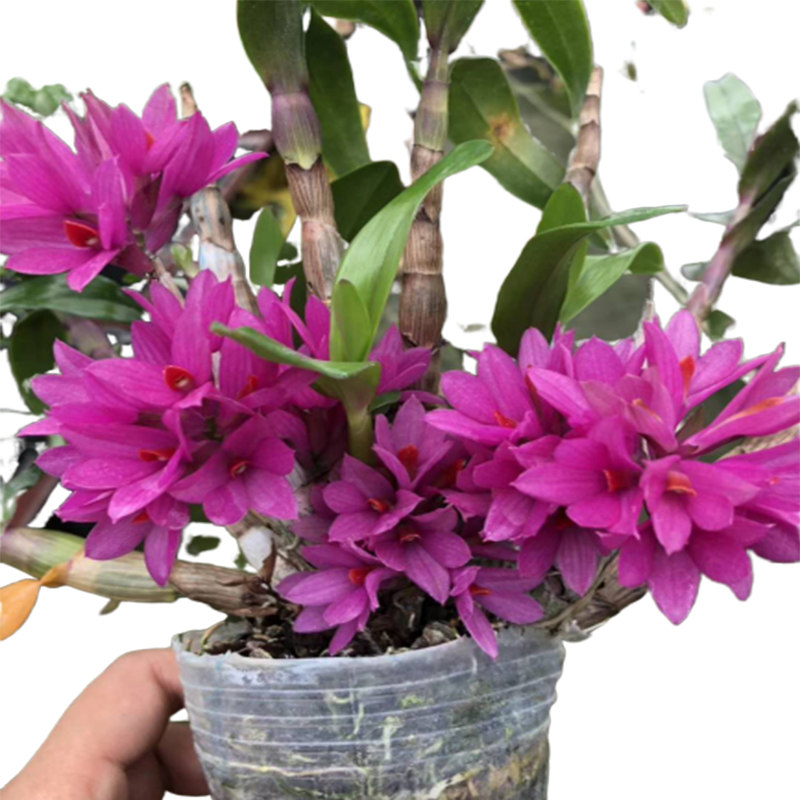 带花苞水莲石斛苗原o土原盆发货姬美石斛兰红莲石斛室内绿植盆栽