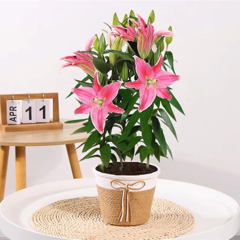 百合花盆栽带花苞香水百合花苗四季开花室内庭院四季花卉鲜花绿植