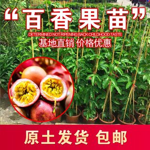 百香果树果苗带果发货爬藤植物盆栽庭院四季 结果鸡蛋果.苗紫香果