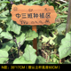 幼儿园菜园花园提示牌定制草w坪指示牌立式 广告牌户外木牌小草创